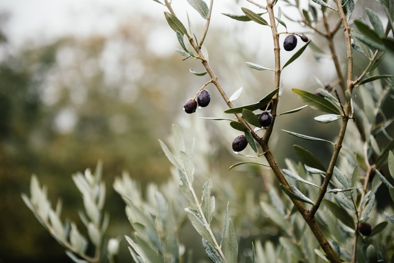 Close-up of olive tree branches with ripening olives in a natural setting, showcasing vibrant growth.